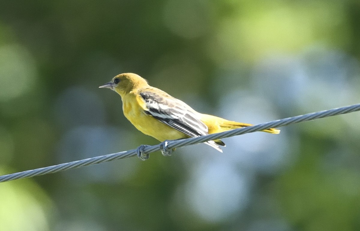 Orchard Oriole - ML620903823