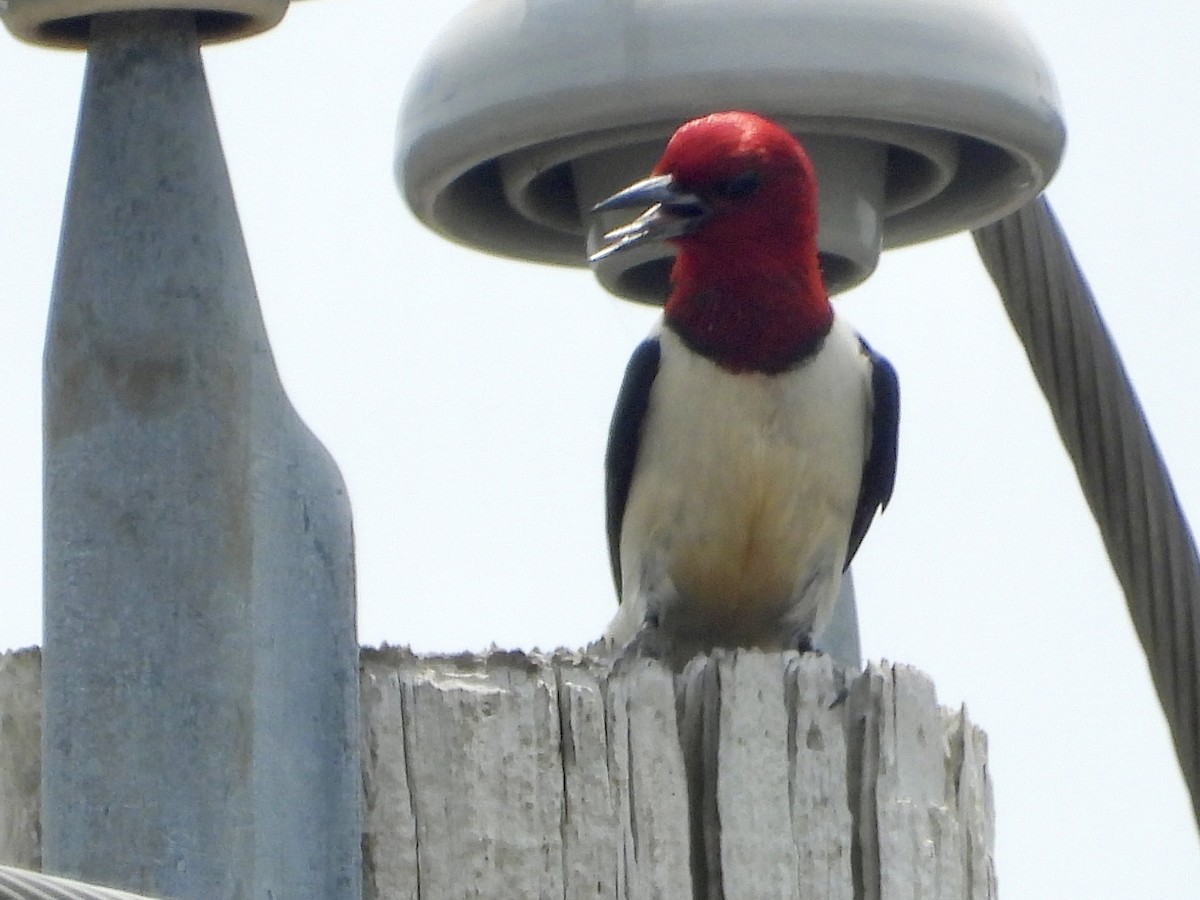 Red-headed Woodpecker - ML620903834