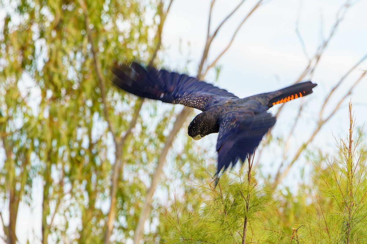 Red-tailed Black-Cockatoo - ML620903836