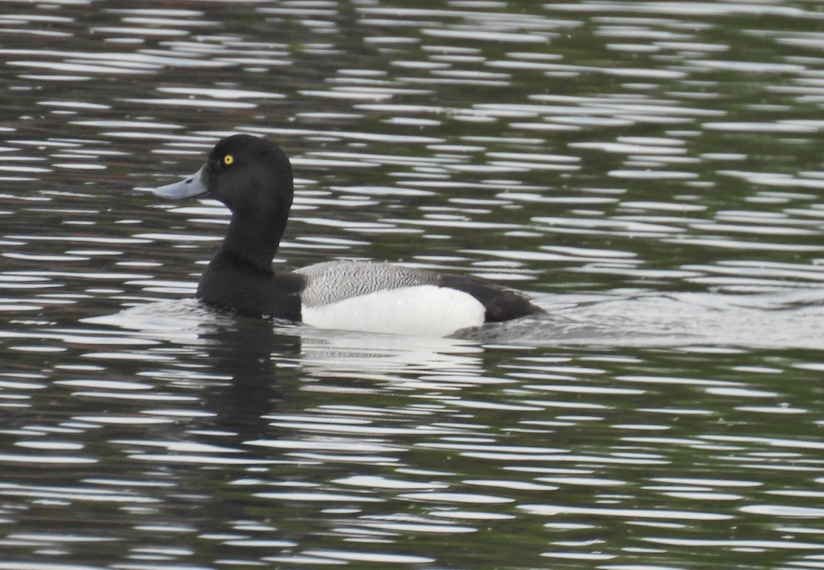Greater Scaup - ML620903838