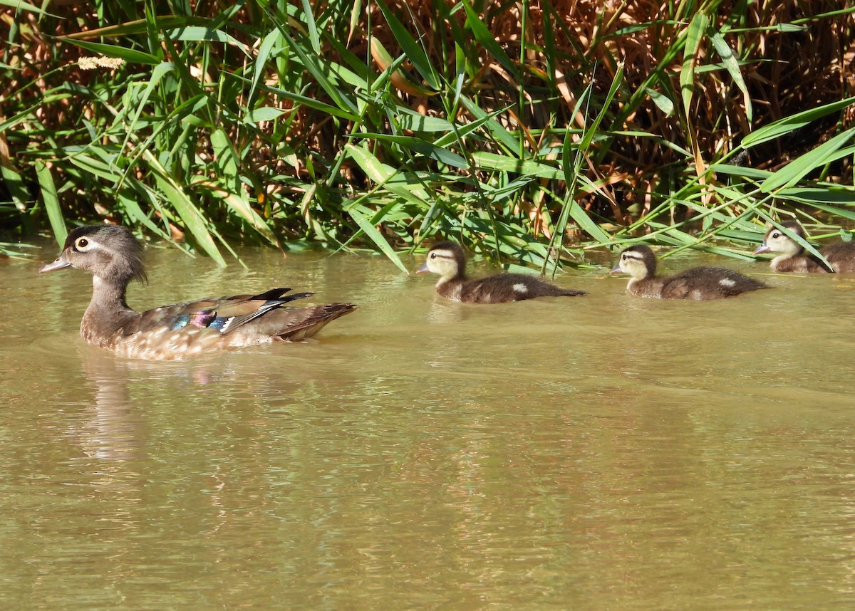 Wood Duck - ML620903845