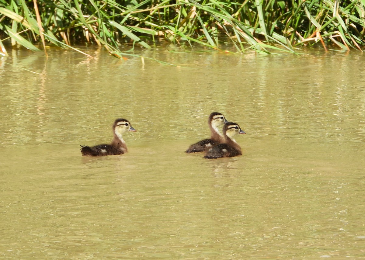 Wood Duck - ML620903851