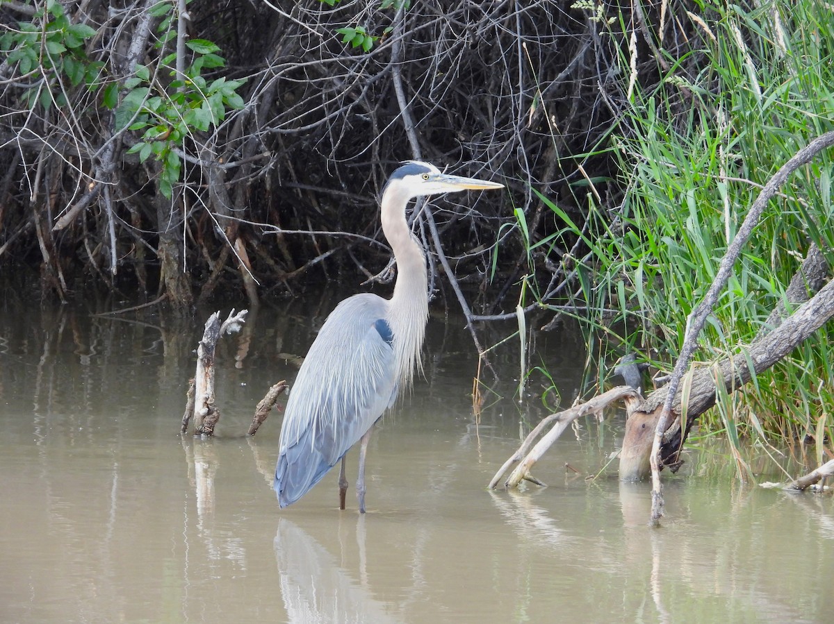 Great Blue Heron - ML620903858