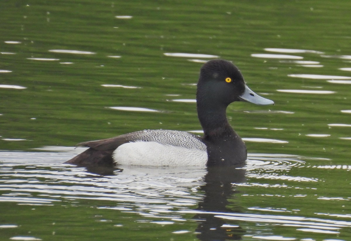 Greater Scaup - ML620903859