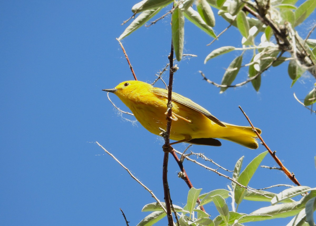 Yellow Warbler - ML620903881