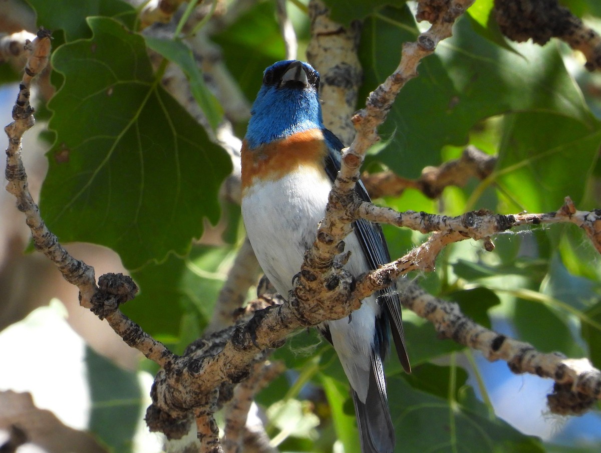 Lazuli Bunting - ML620903893