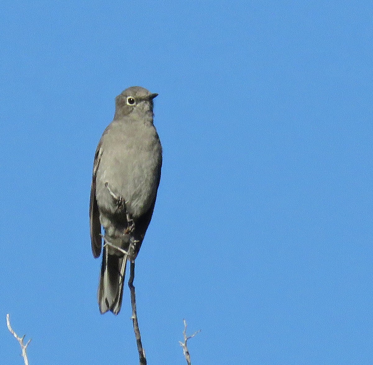 Townsend's Solitaire - ML620903938