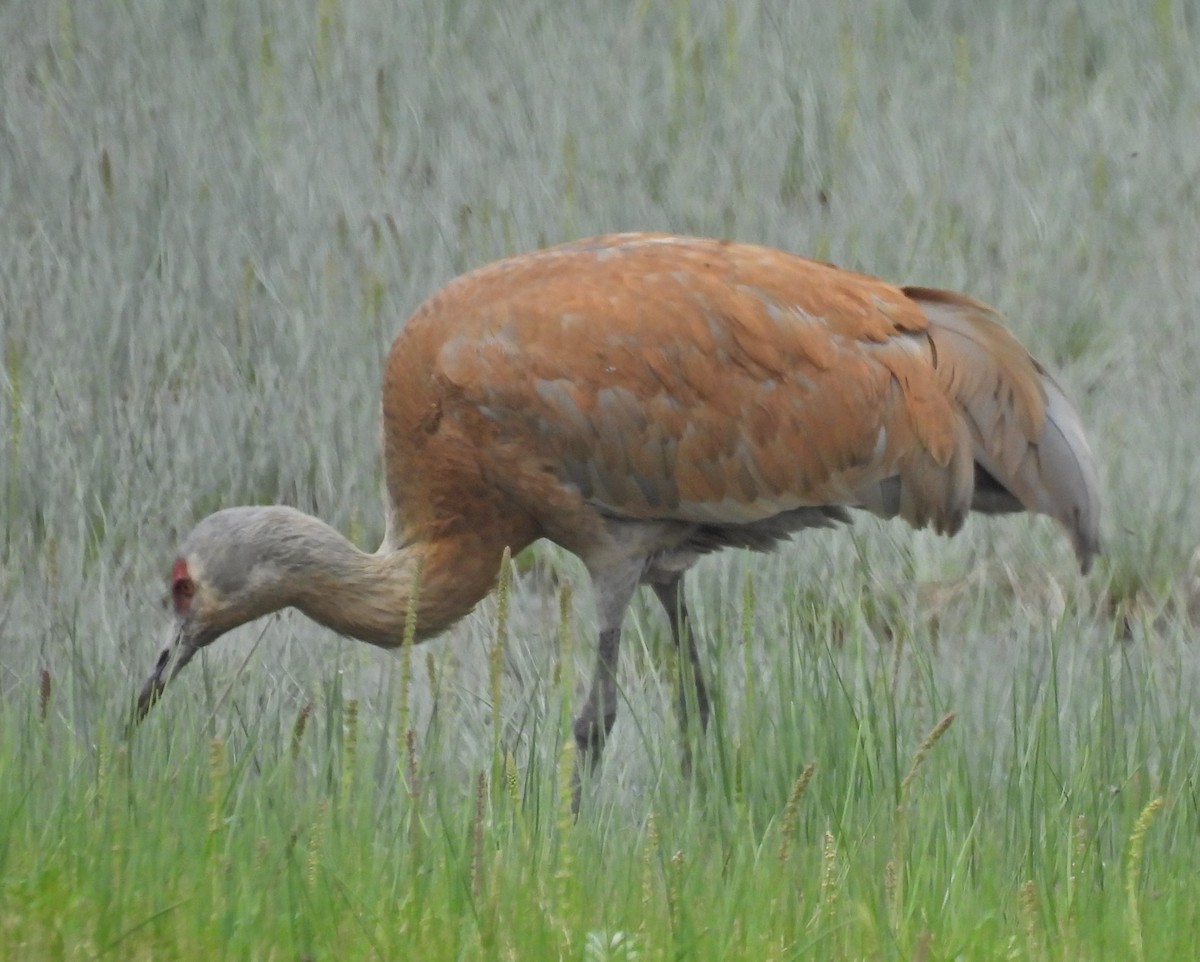 Sandhill Crane (canadensis) - ML620903974