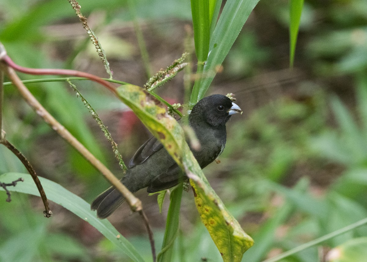 Yellow-bellied Seedeater - ML620903975