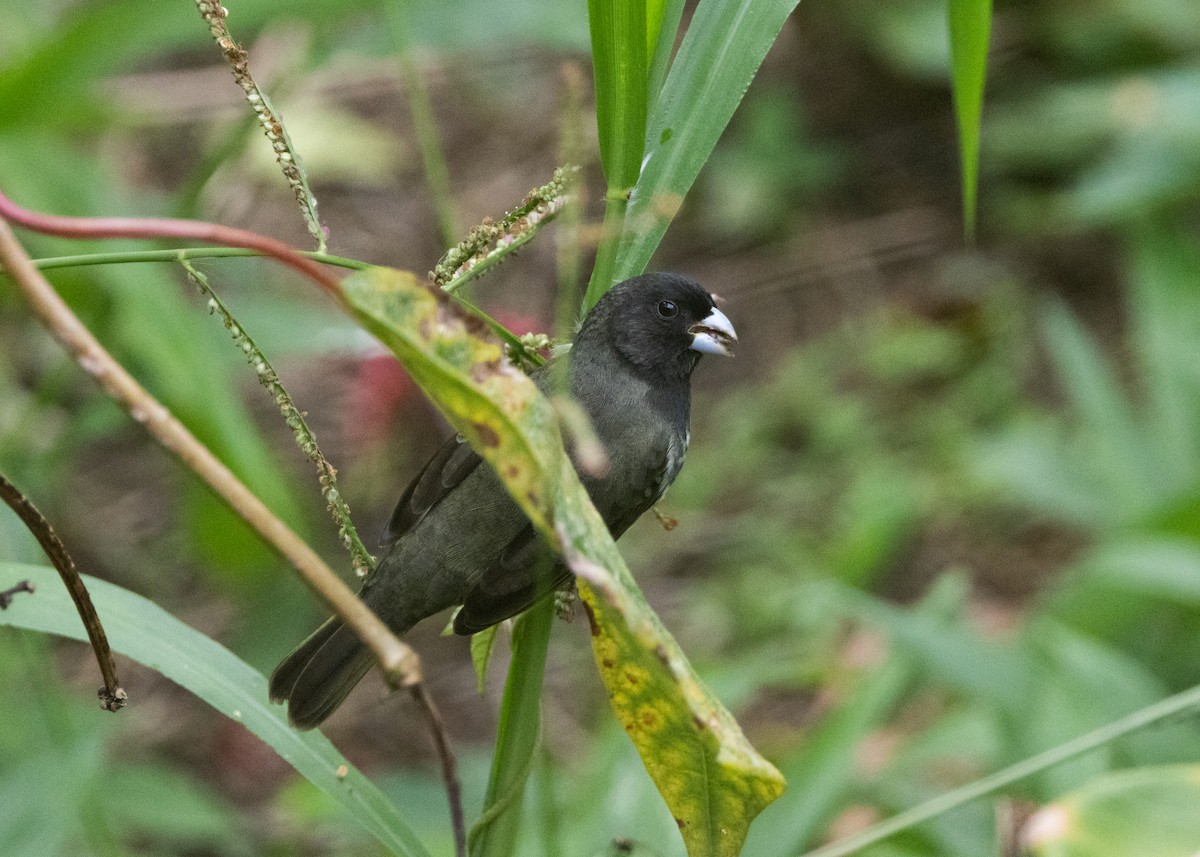 Yellow-bellied Seedeater - ML620903976