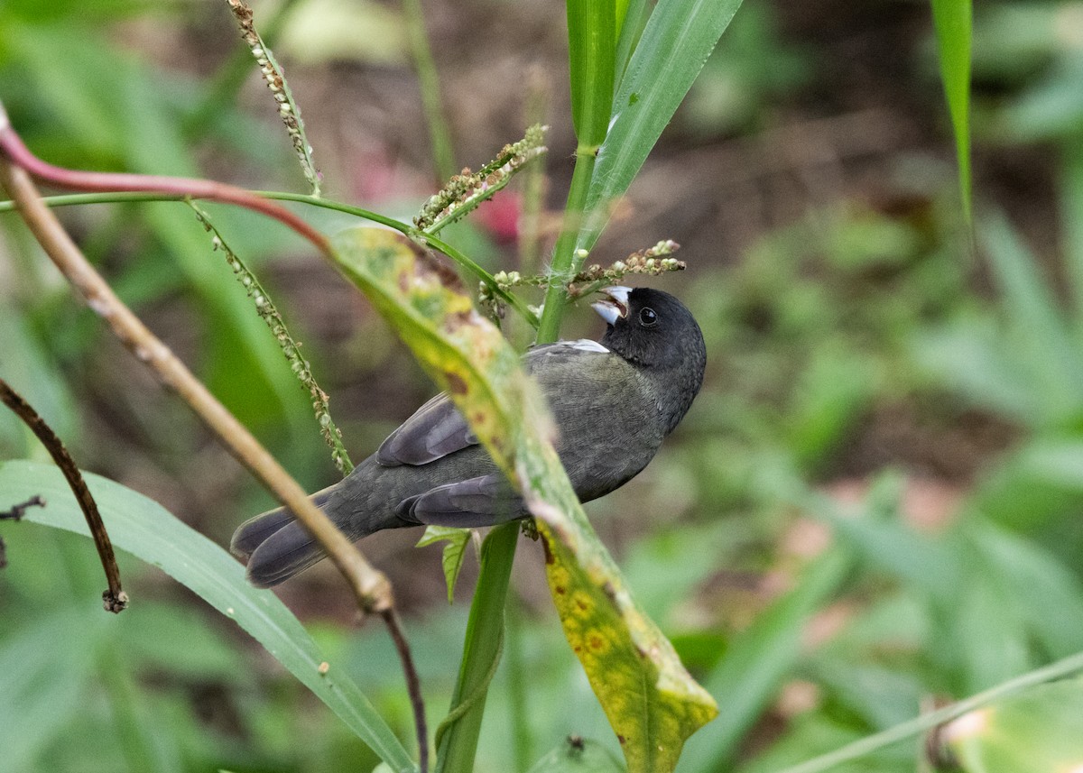 Yellow-bellied Seedeater - ML620903977
