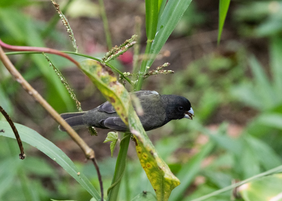 Yellow-bellied Seedeater - ML620903978