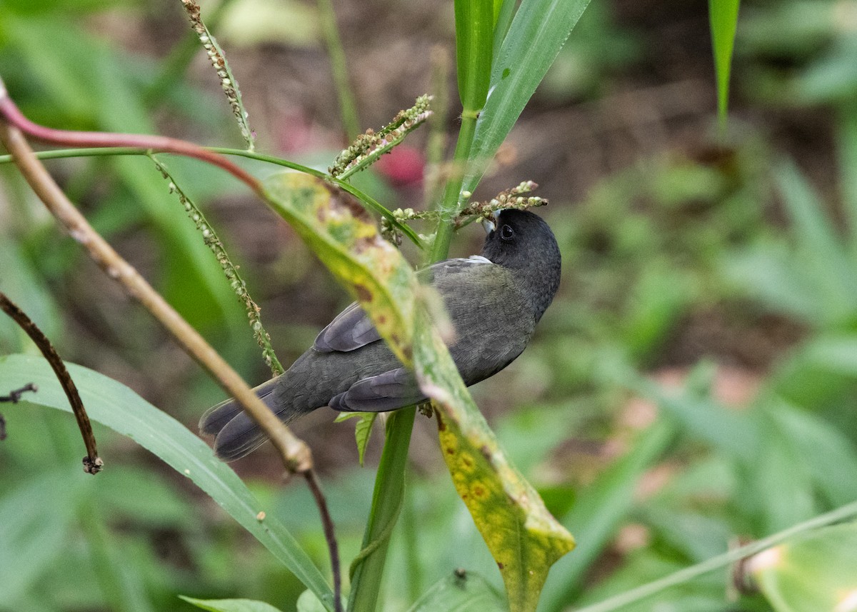 Yellow-bellied Seedeater - ML620903979