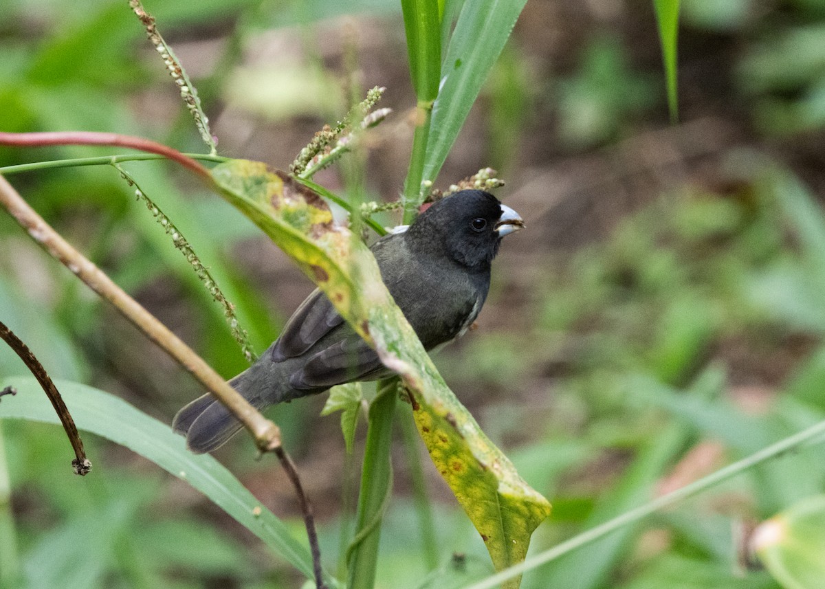 Yellow-bellied Seedeater - Silvia Faustino Linhares