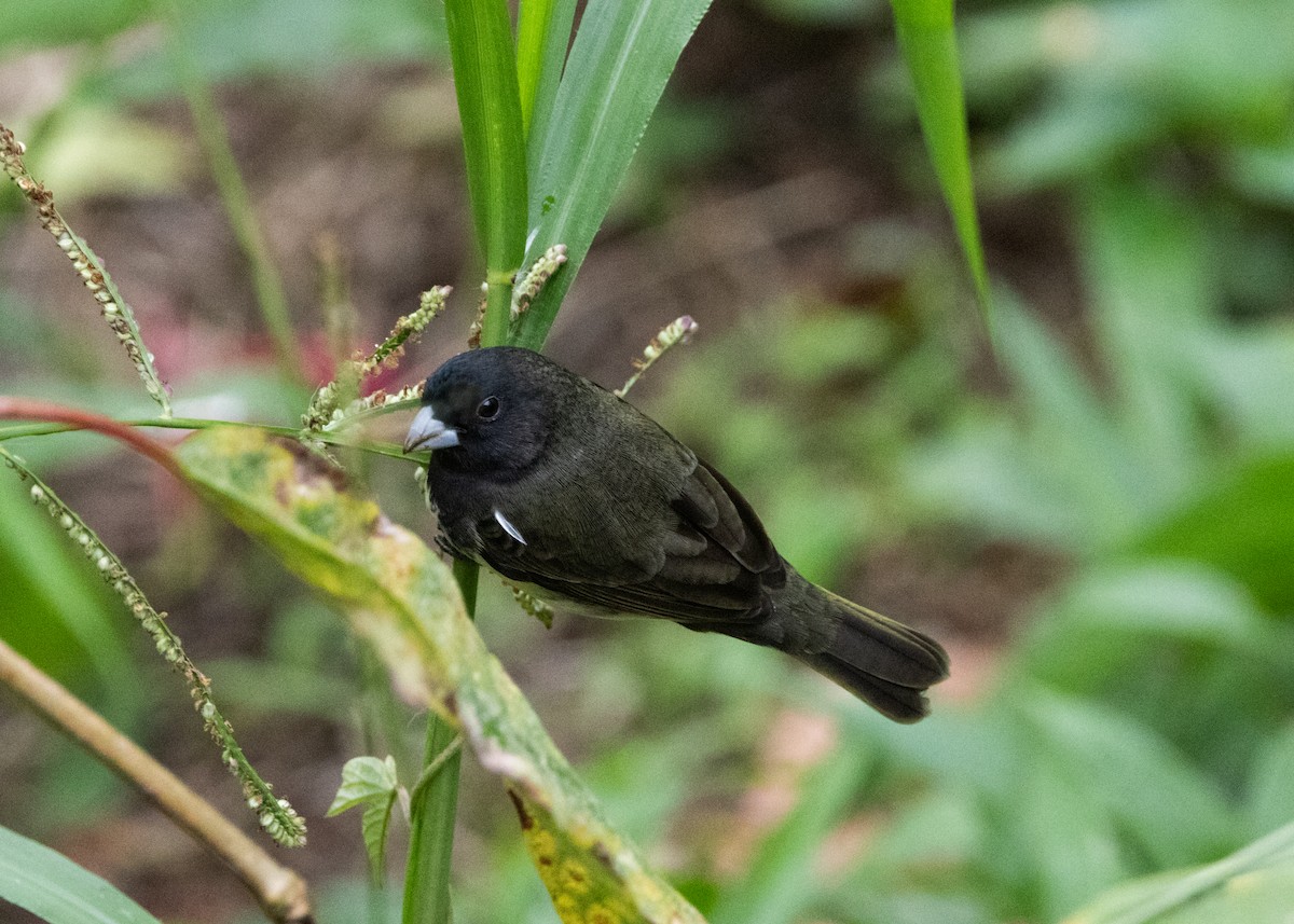 Yellow-bellied Seedeater - ML620903981