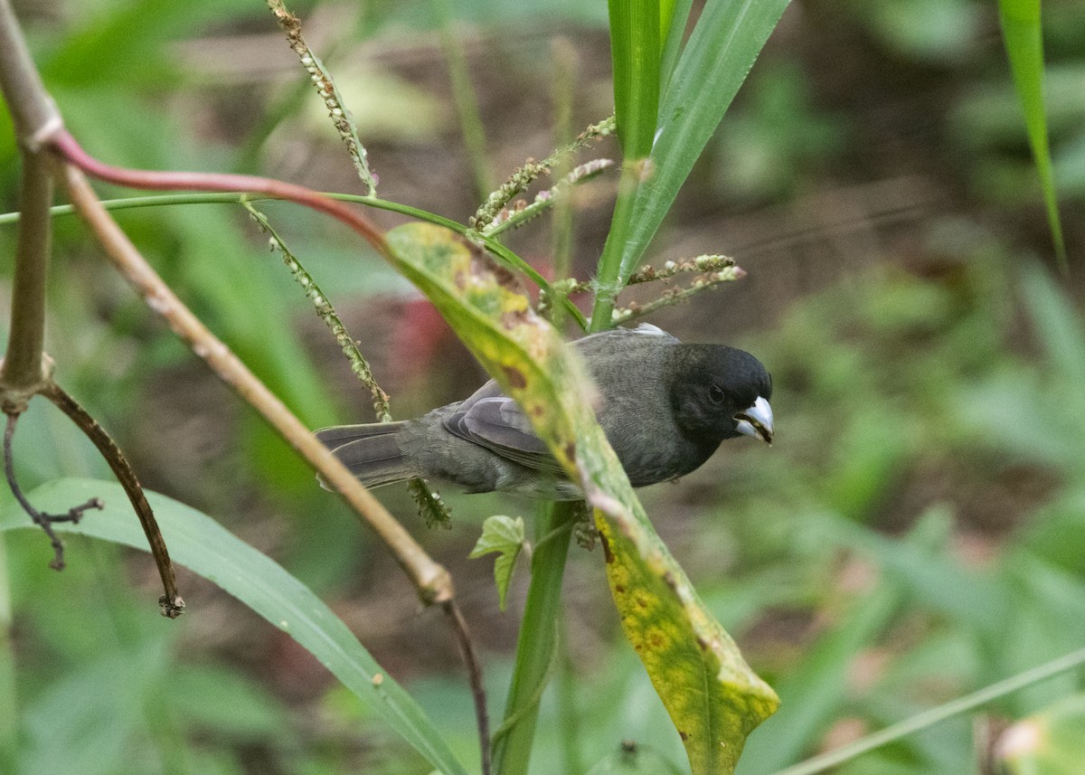 Yellow-bellied Seedeater - ML620903982