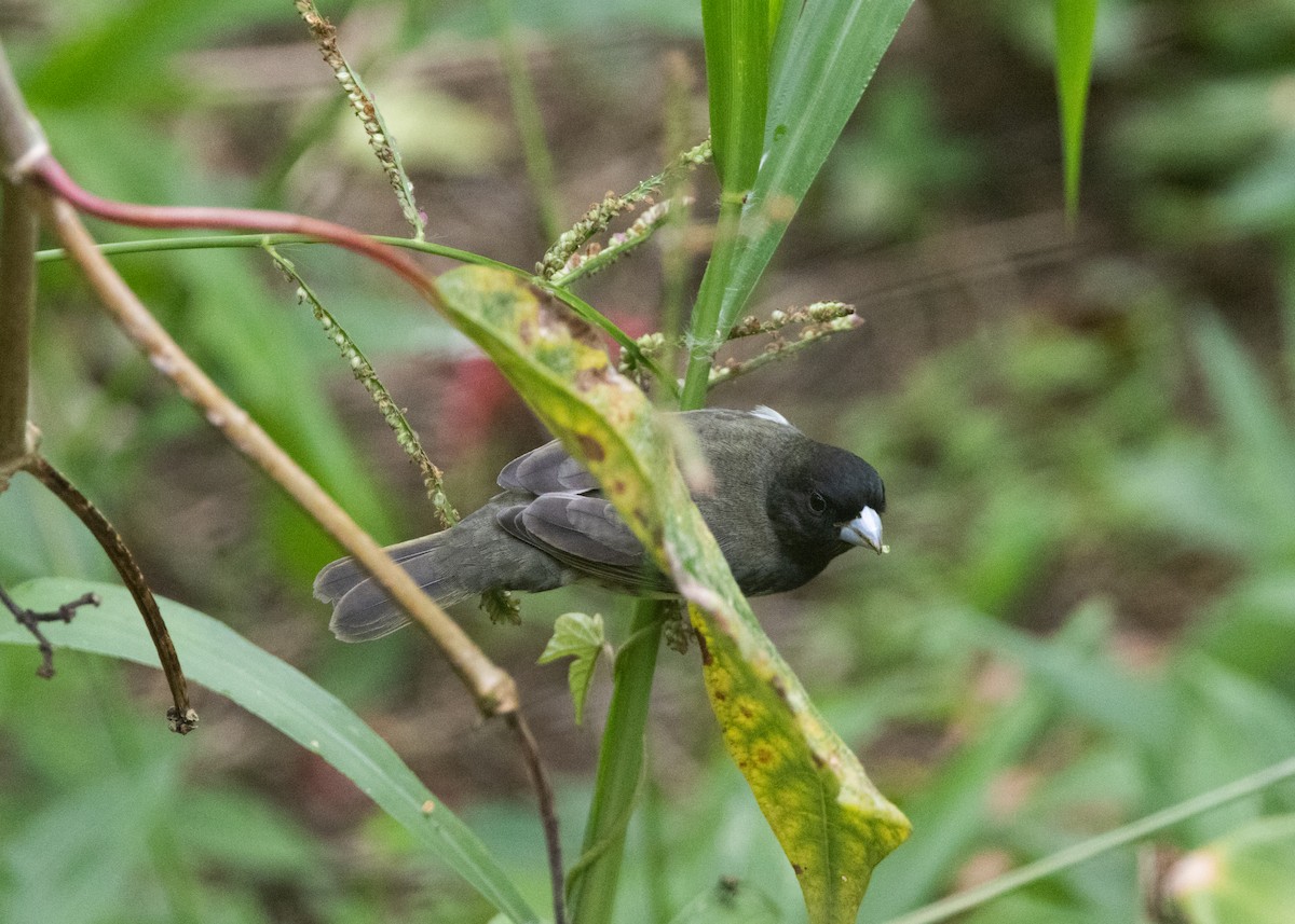 Yellow-bellied Seedeater - ML620903983