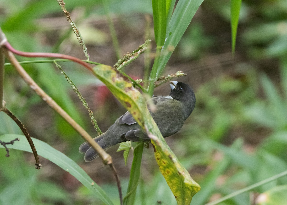 Yellow-bellied Seedeater - ML620903984