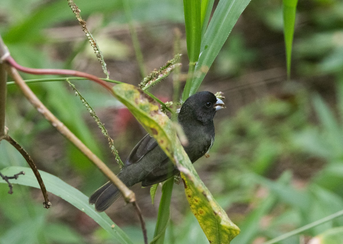 Yellow-bellied Seedeater - ML620903986