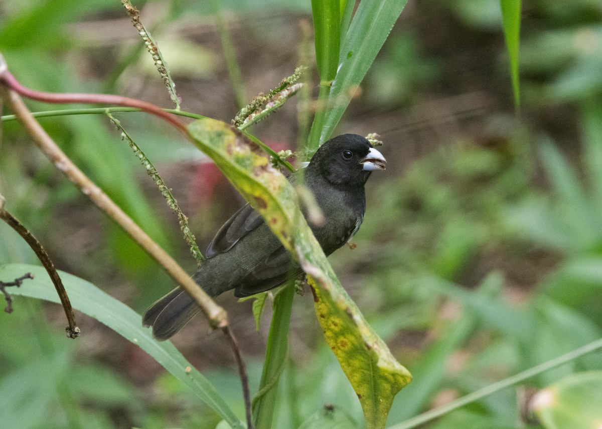 Yellow-bellied Seedeater - ML620903987