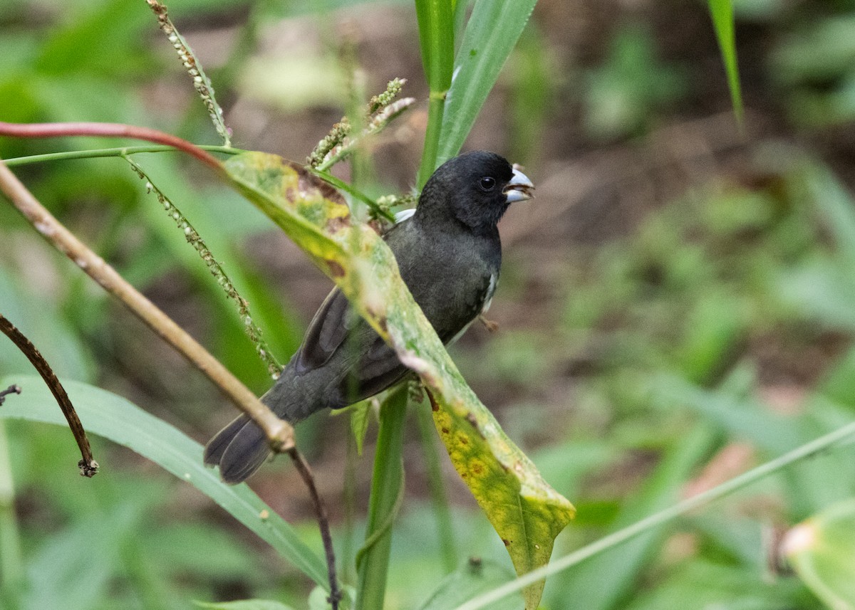 Yellow-bellied Seedeater - ML620903988