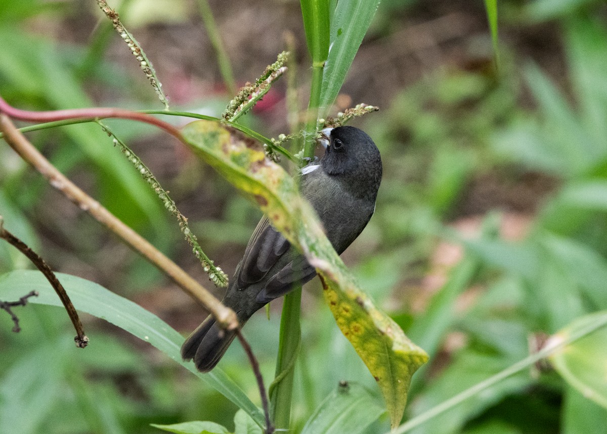 Yellow-bellied Seedeater - ML620903989
