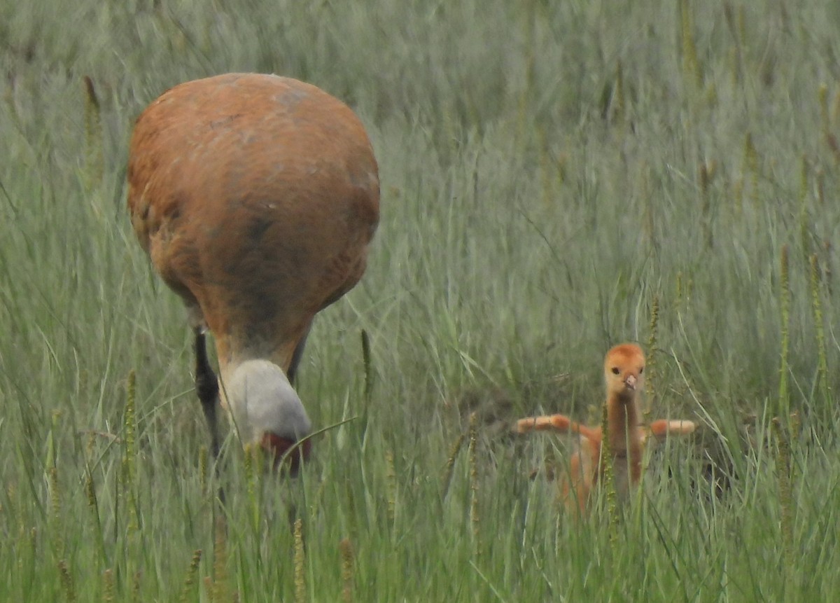 Sandhill Crane (canadensis) - ML620903991