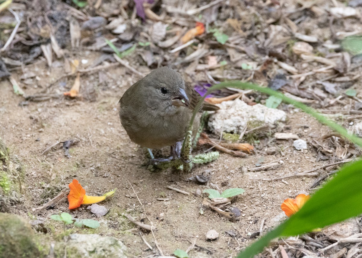 Dull-colored Grassquit - ML620903999