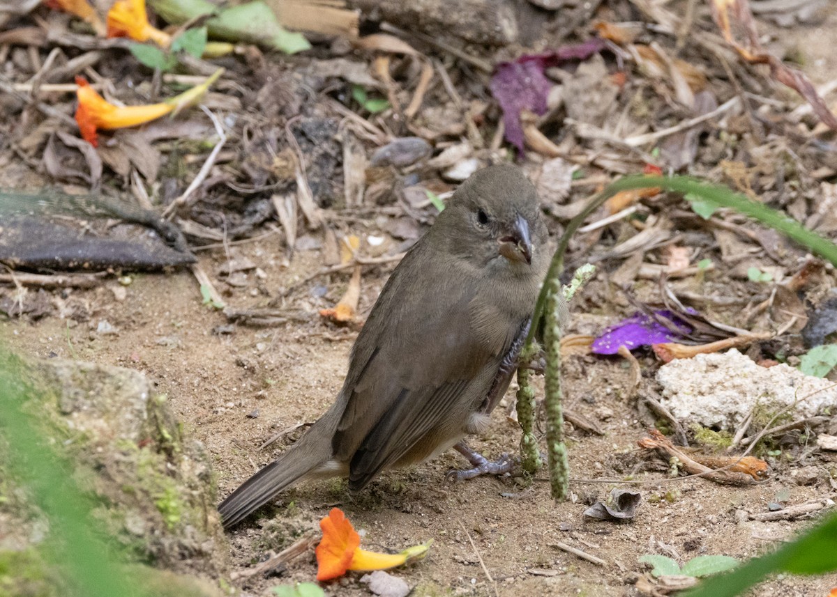 Dull-colored Grassquit - ML620904013