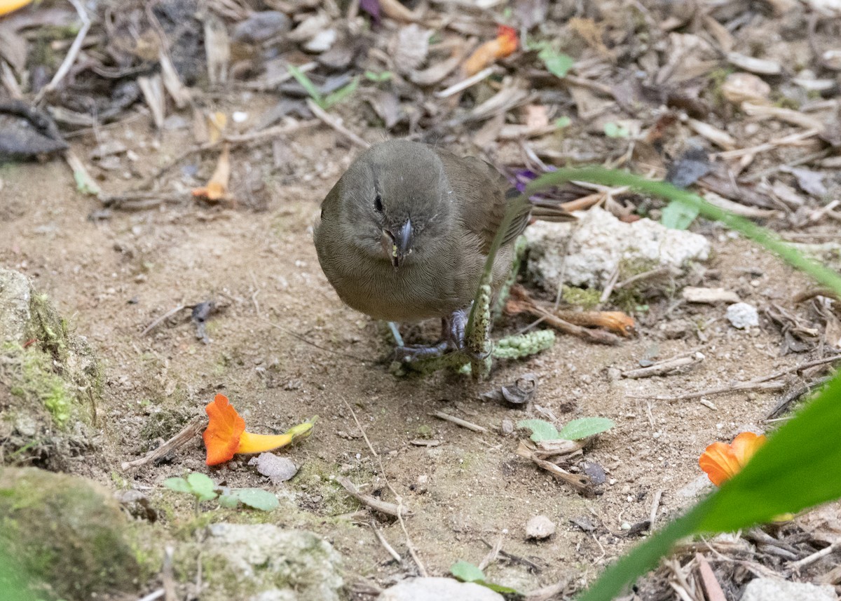 Dull-colored Grassquit - ML620904018