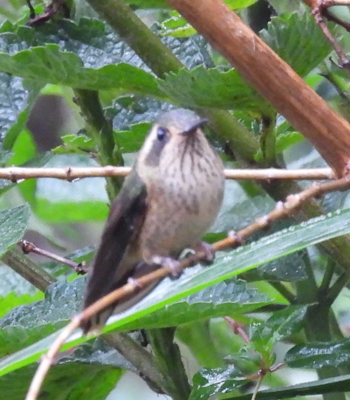 Speckled Hummingbird - ML620904023