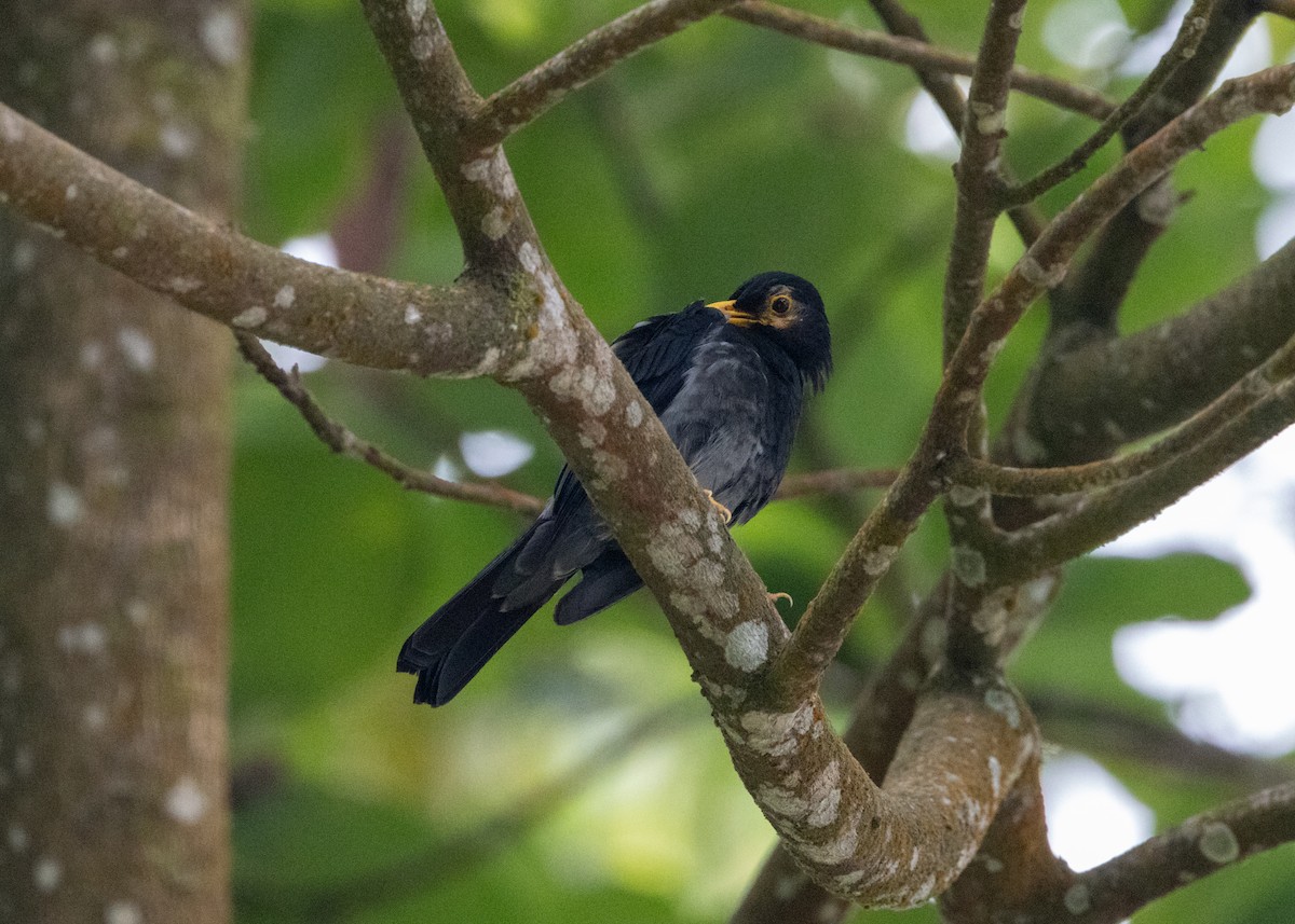 Yellow-legged Thrush - ML620904065