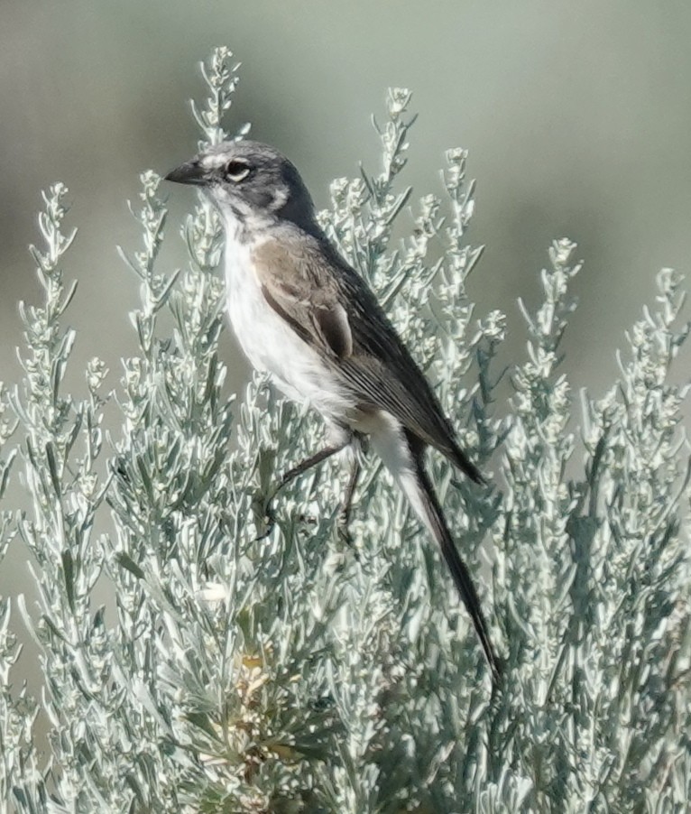 Sagebrush Sparrow - Lilian Saul