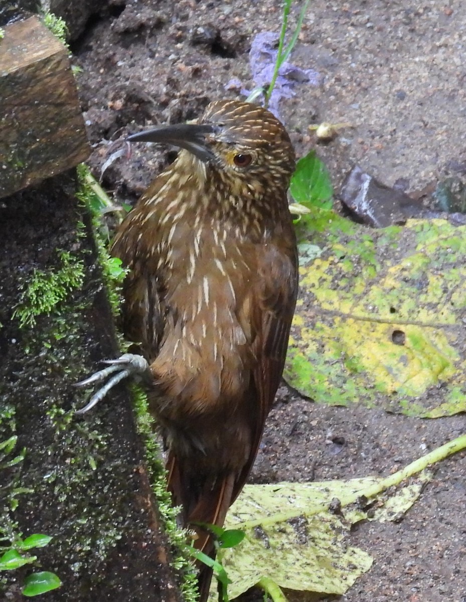 Strong-billed Woodcreeper - ML620904103