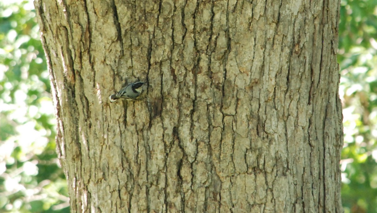 White-breasted Nuthatch - ML620904105