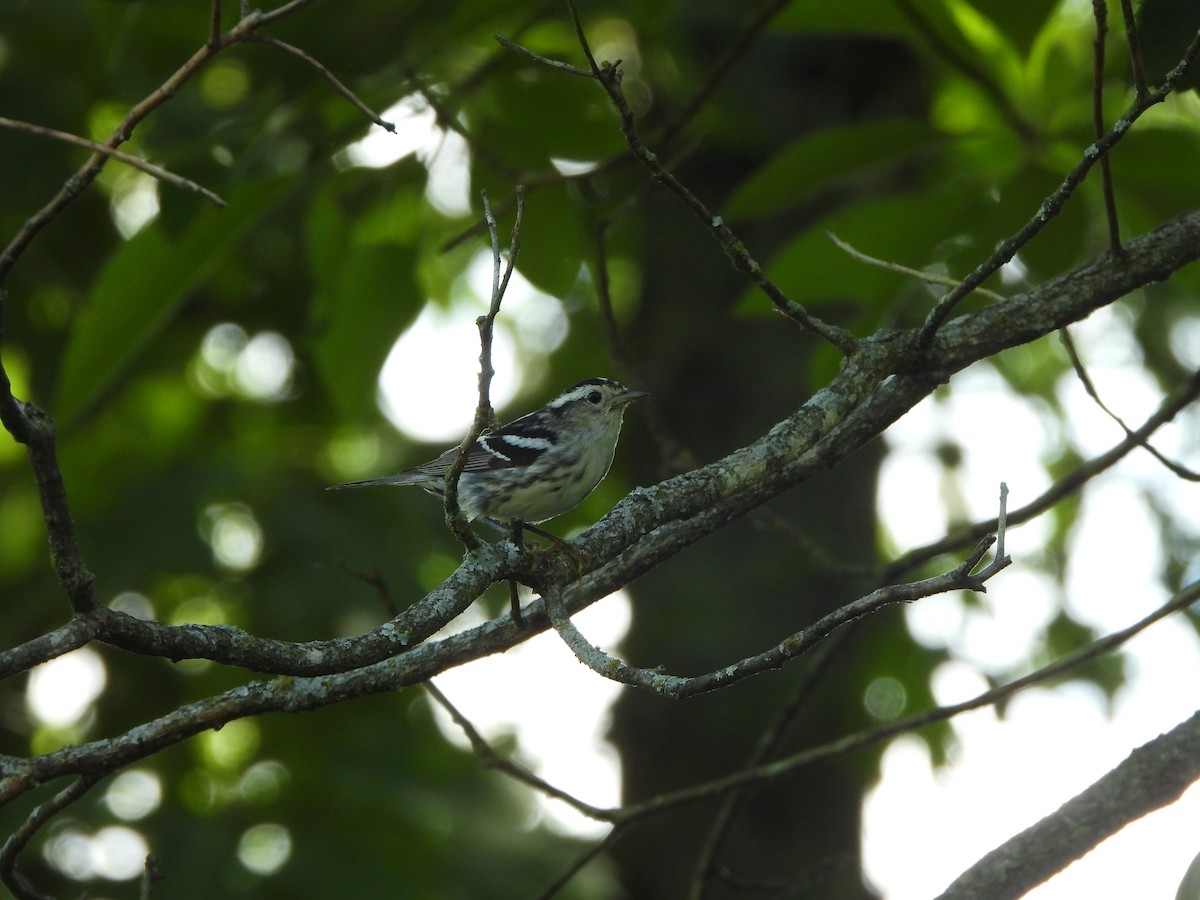 Black-and-white Warbler - ML620904111