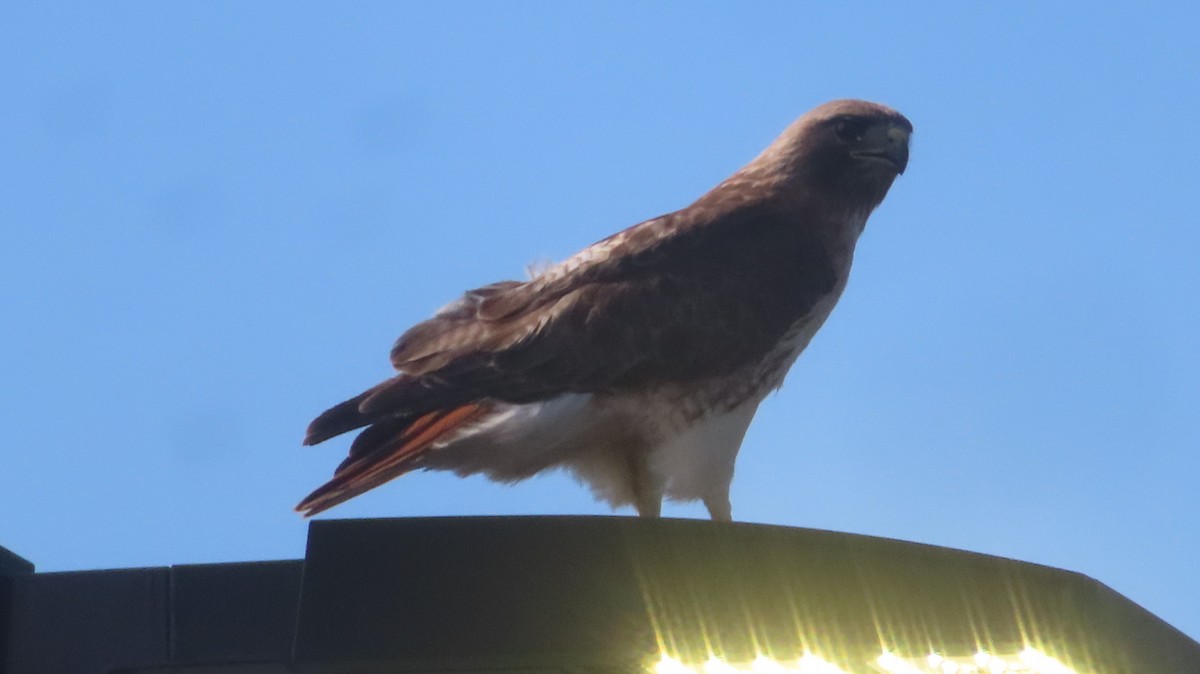 Red-tailed Hawk - ML620904115
