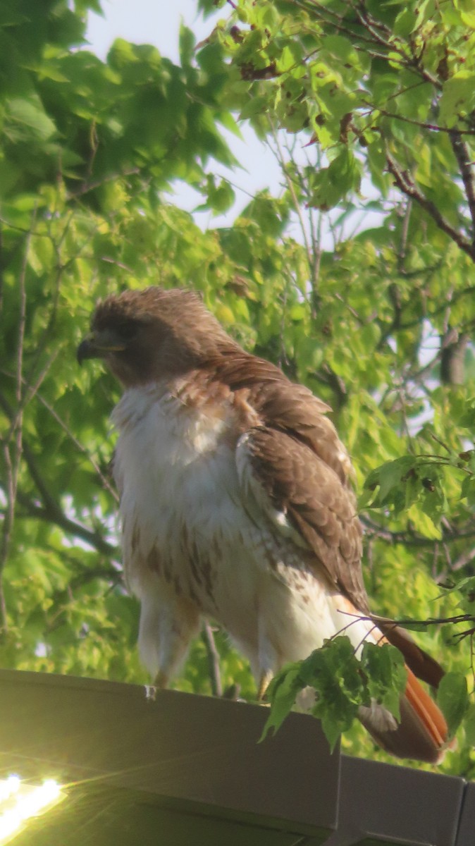 Red-tailed Hawk - ML620904128