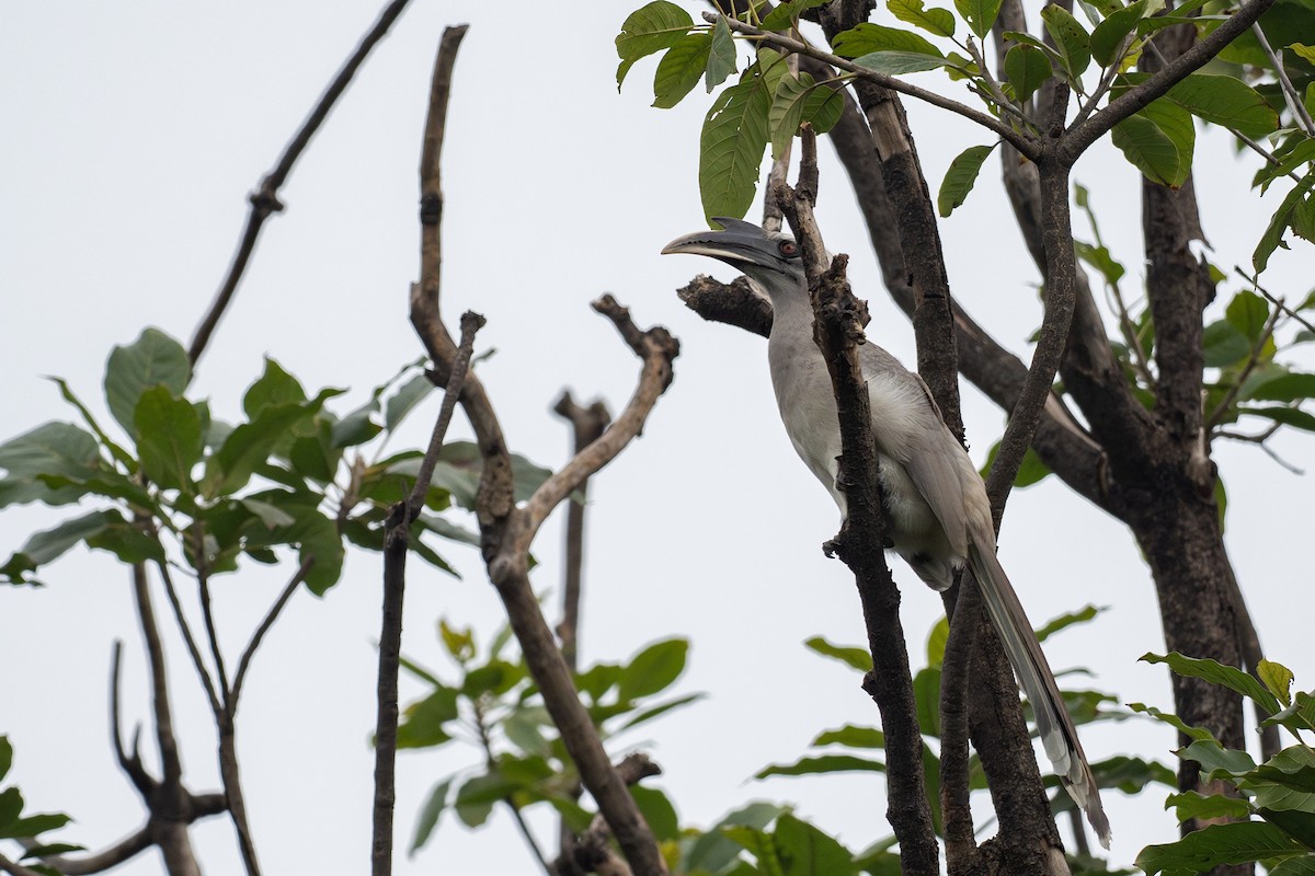 Indian Gray Hornbill - ML620904150