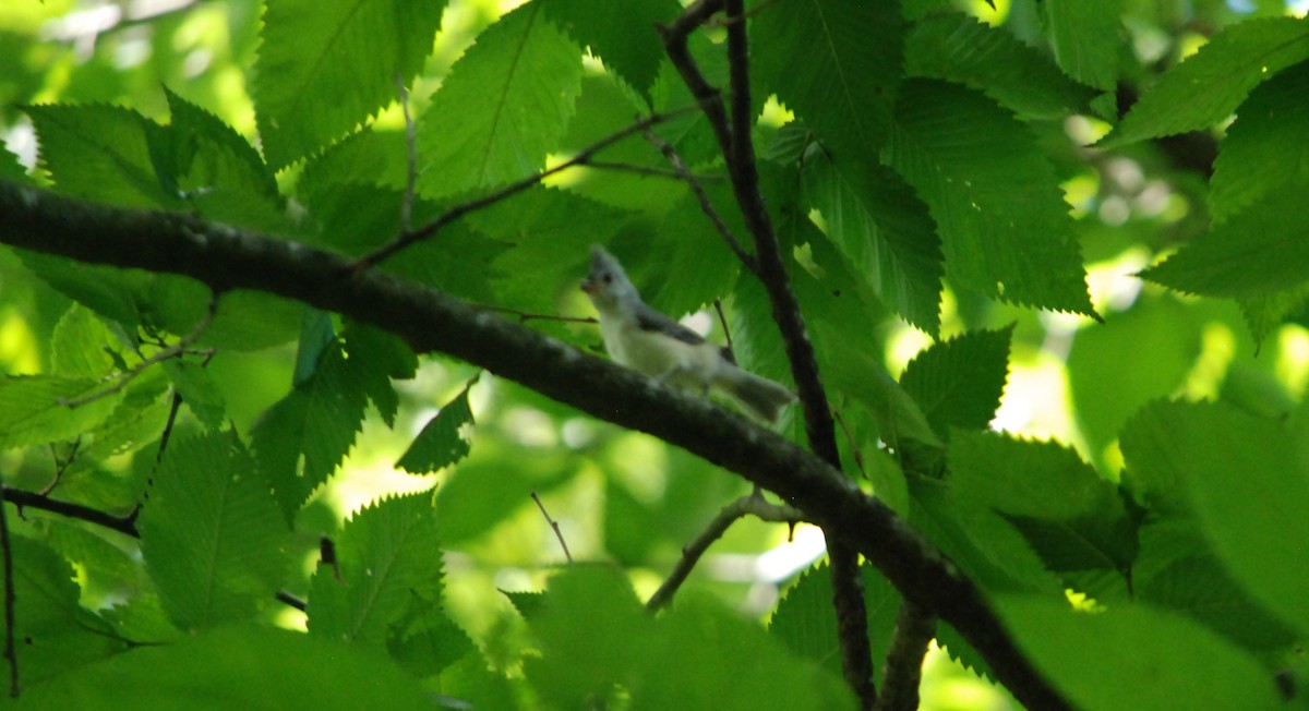 Tufted Titmouse - Cal Stuebner