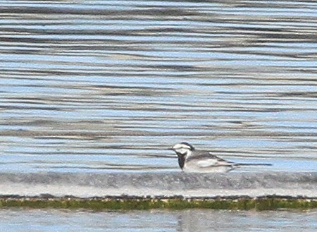 White Wagtail - ML620904154