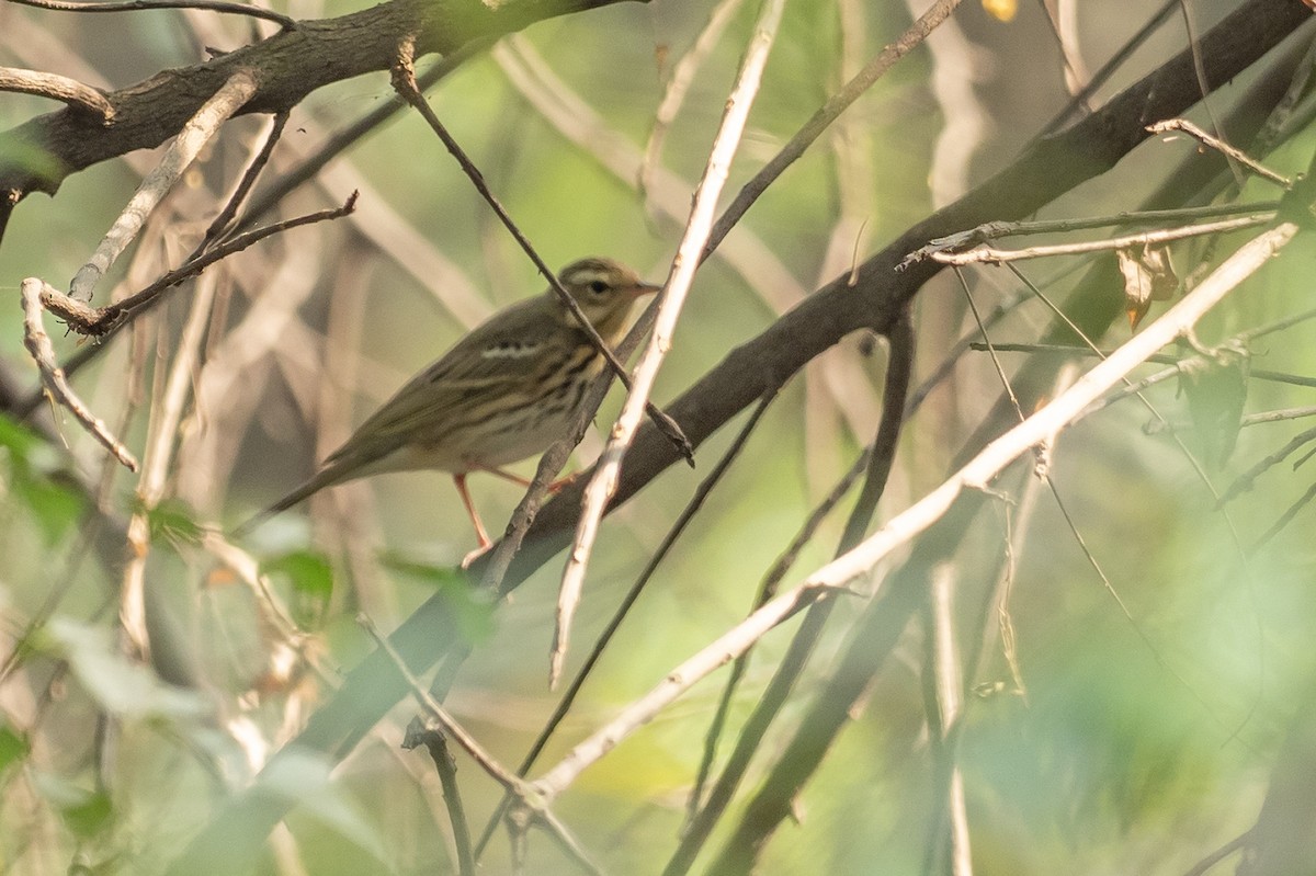 Olive-backed Pipit - ML620904157