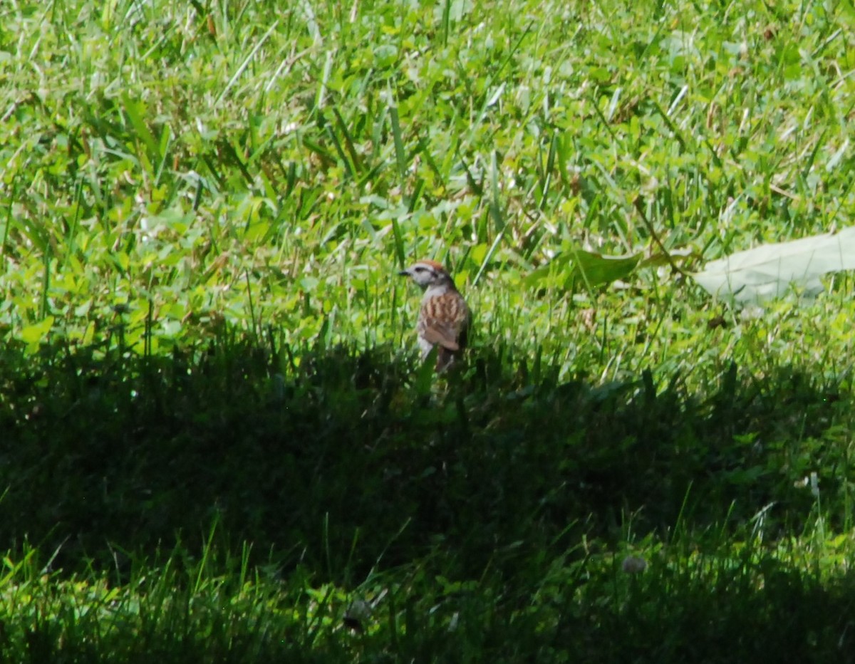 Chipping Sparrow - ML620904171