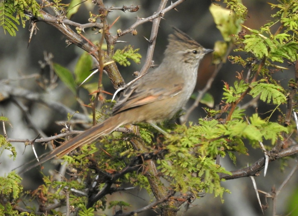 Tufted Tit-Spinetail - ML620904177