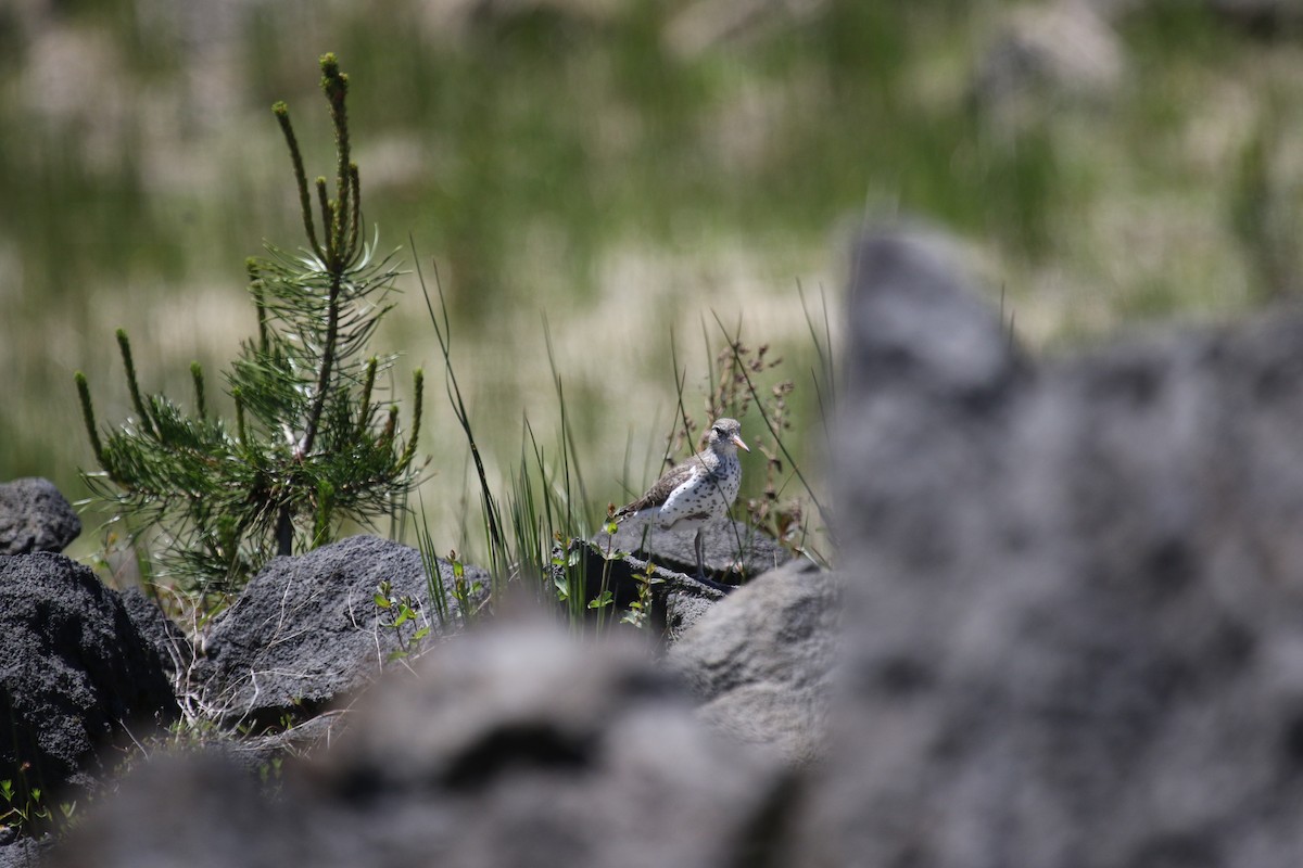 Spotted Sandpiper - ML620904183