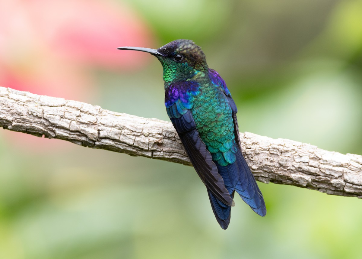 Crowned Woodnymph (Northern/Colombian Violet-crowned) - ML620904187