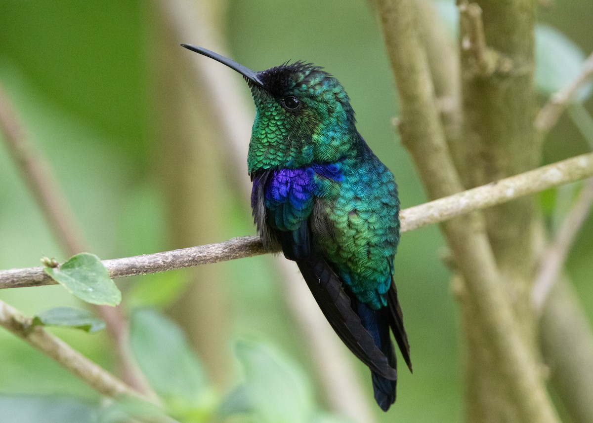 Crowned Woodnymph (Northern/Colombian Violet-crowned) - ML620904190