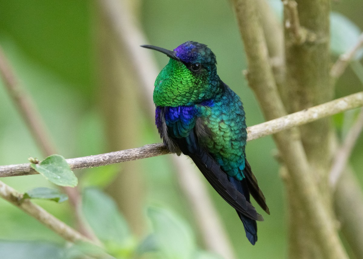 Crowned Woodnymph (Northern/Colombian Violet-crowned) - ML620904191
