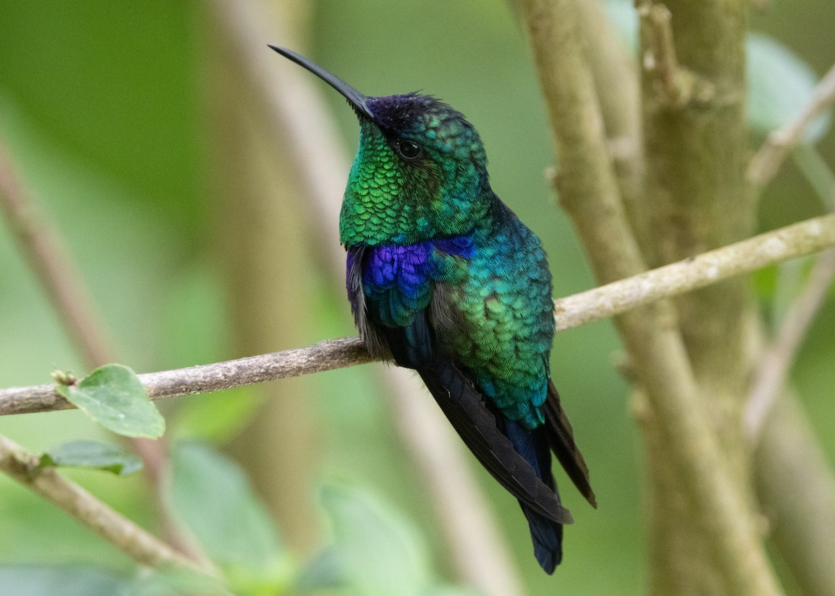Crowned Woodnymph (Northern/Colombian Violet-crowned) - ML620904192