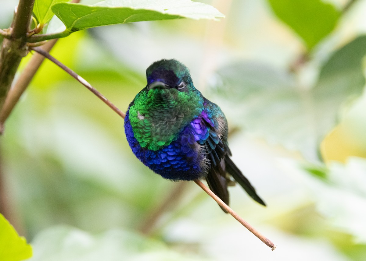 Crowned Woodnymph (Northern/Colombian Violet-crowned) - ML620904193